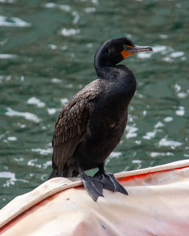 Double-crested Cormorant