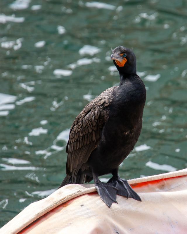 Double-crested Cormorant