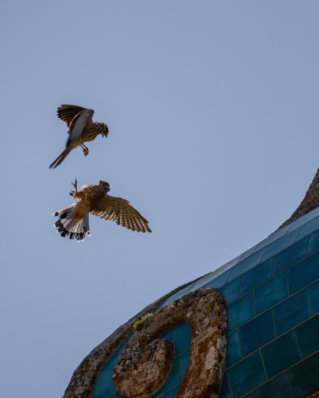 Common Kestrel