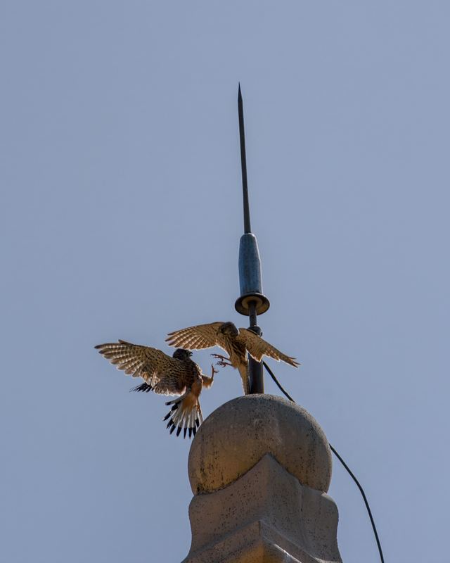 Common Kestrel