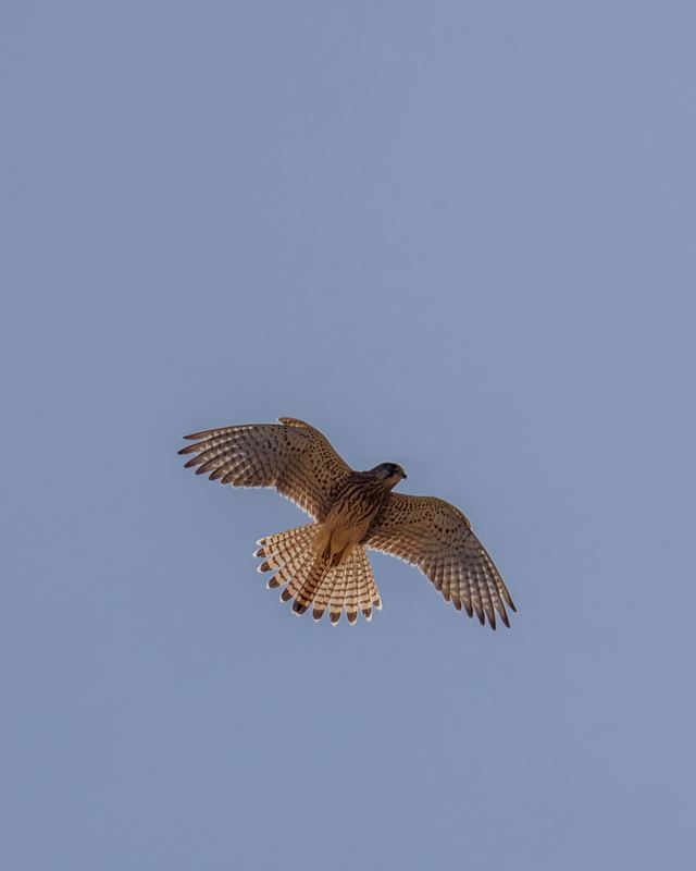Common Kestrel