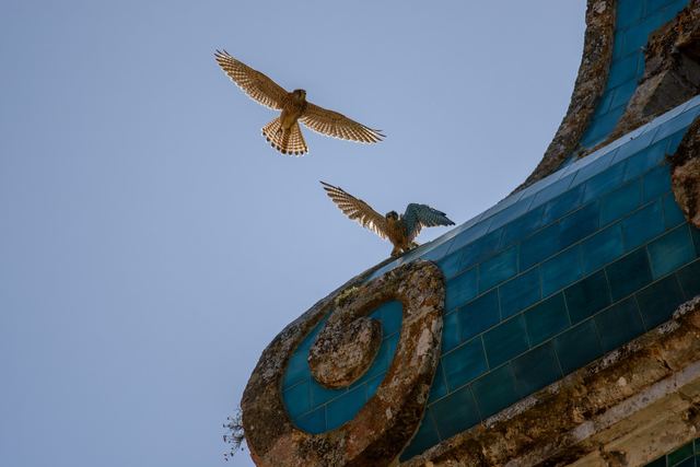 Common Kestrel
