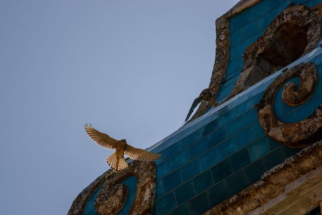 Common Kestrel