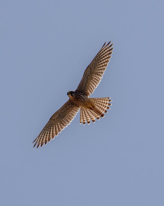 Common Kestrel