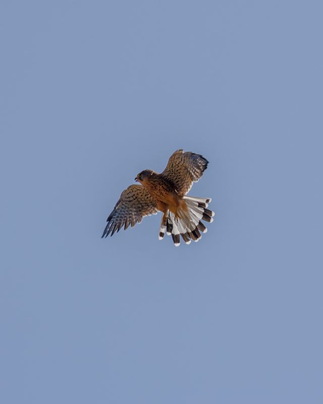 Common Kestrel