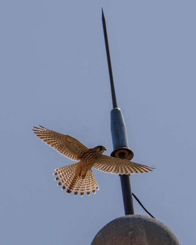 Common Kestrel