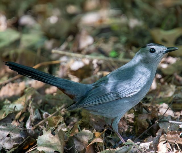 Gray Catbird