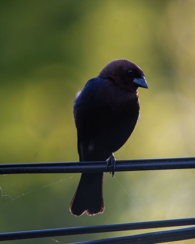 Brown-headed Cowbird