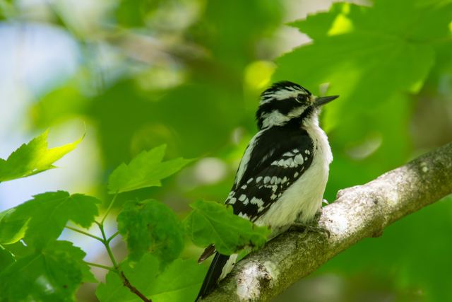 Downy Woodpecker