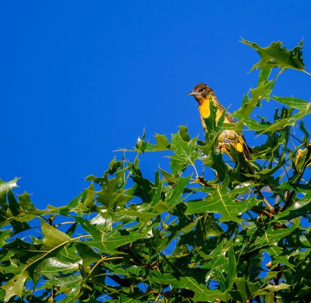 Baltimore Oriole