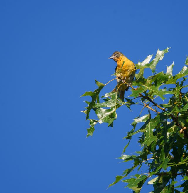 Baltimore Oriole