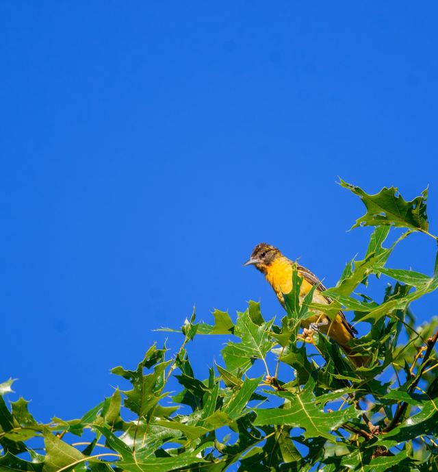 Baltimore Oriole