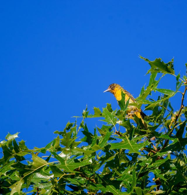 Baltimore Oriole
