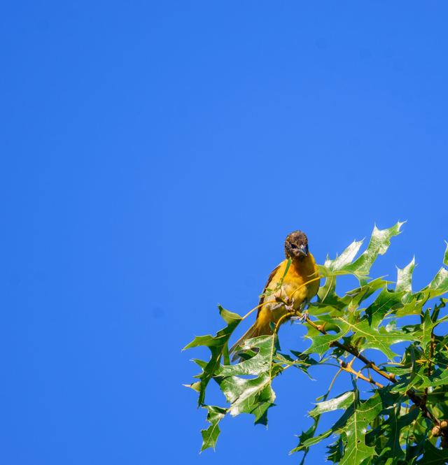 Baltimore Oriole