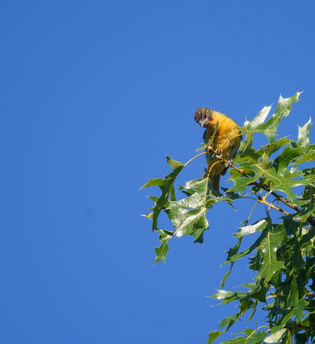 Baltimore Oriole