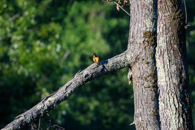 Baltimore Oriole