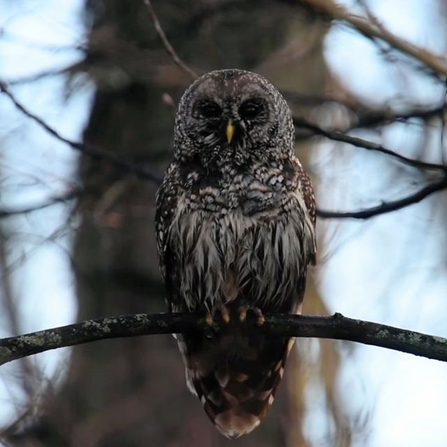 Barred Owl