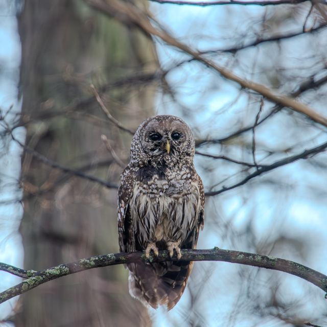Barred Owl