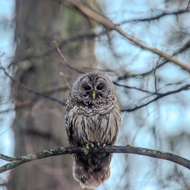 Barred Owl