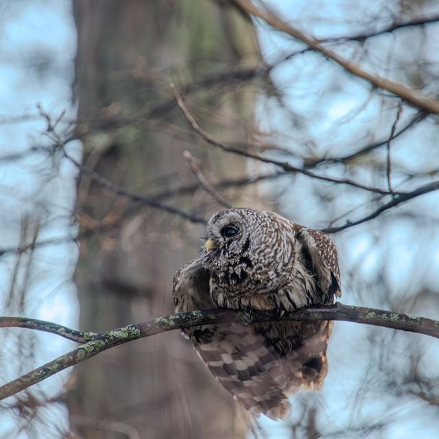 Barred Owl