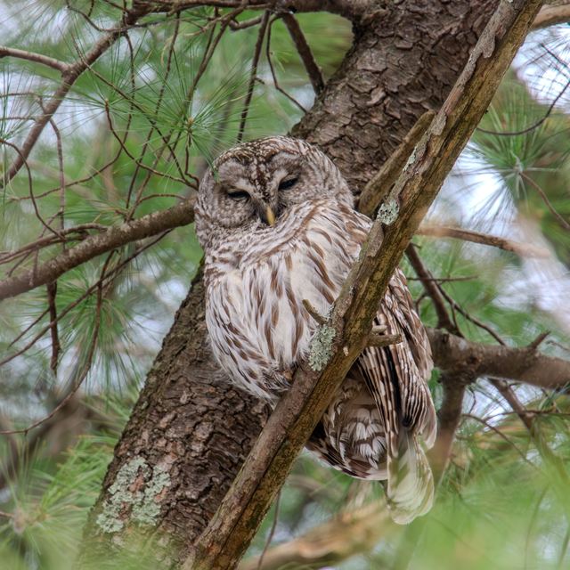 Barred Owl