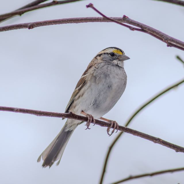 White-throated Sparrow