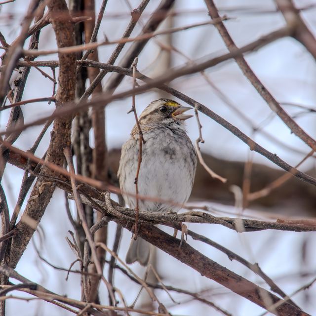 White-throated Sparrow