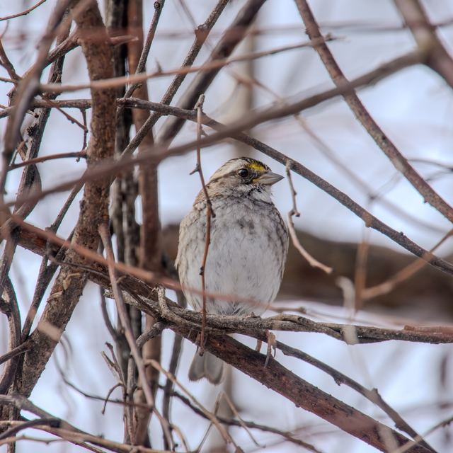 White-throated Sparrow