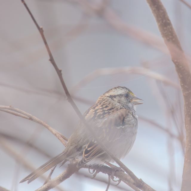 White-throated Sparrow