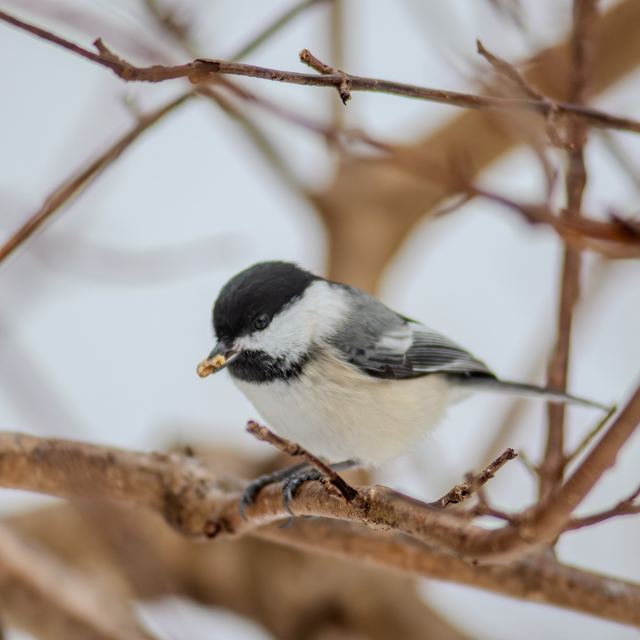 Black-capped Chickadee
