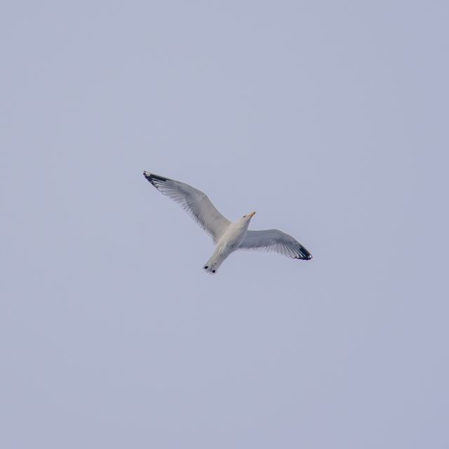 Ring-billed Gull