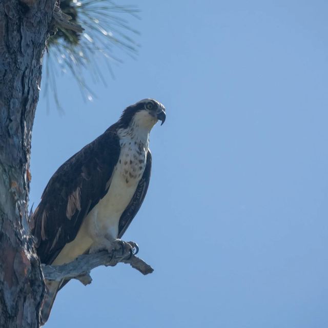 Osprey
