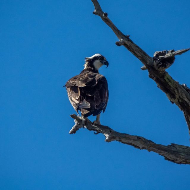 Osprey