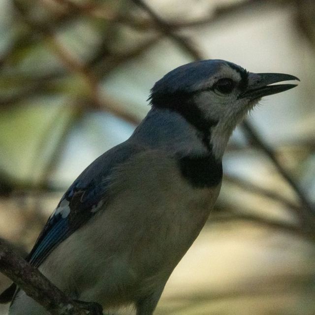 Blue Jay