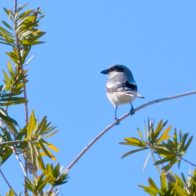 Loggerhead Shrike