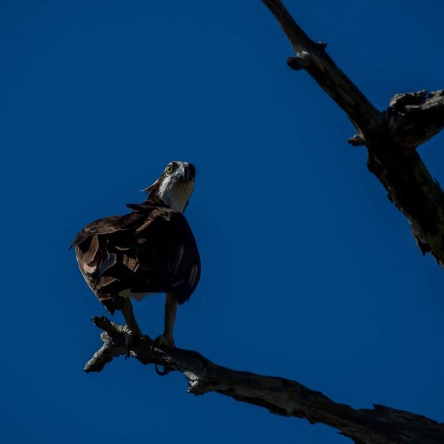 Osprey