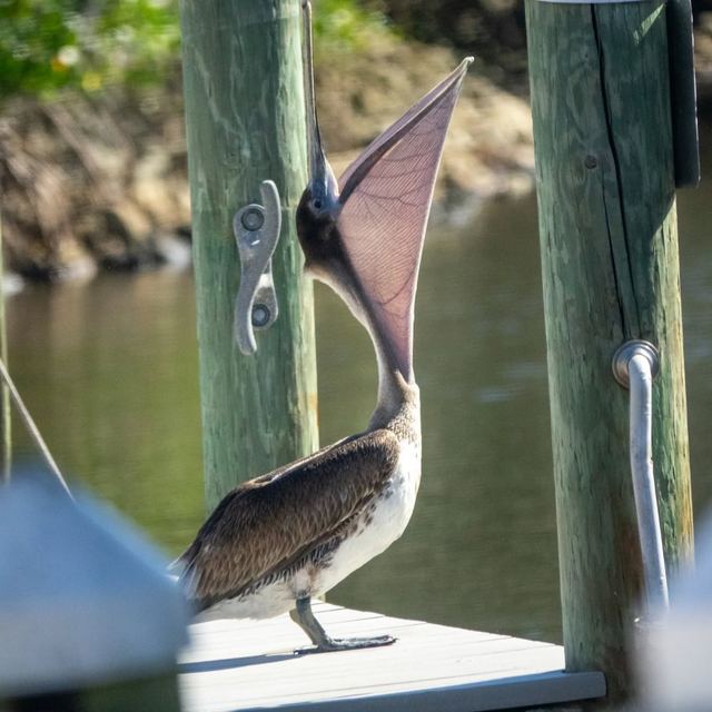 Brown Pelican