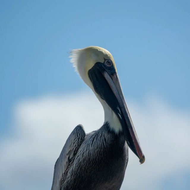 Brown Pelican