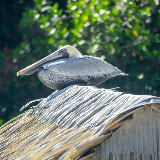 Brown Pelican