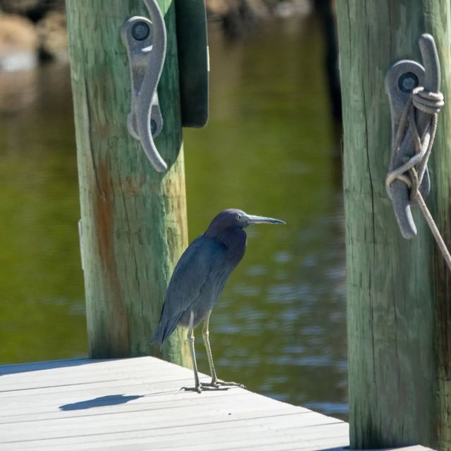 Little Blue Heron