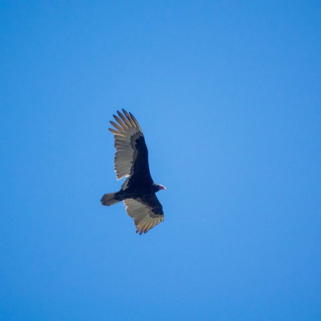 Turkey Vulture