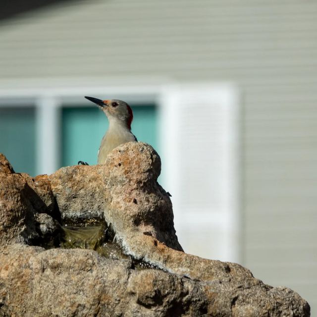 Red-bellied Woodpecker