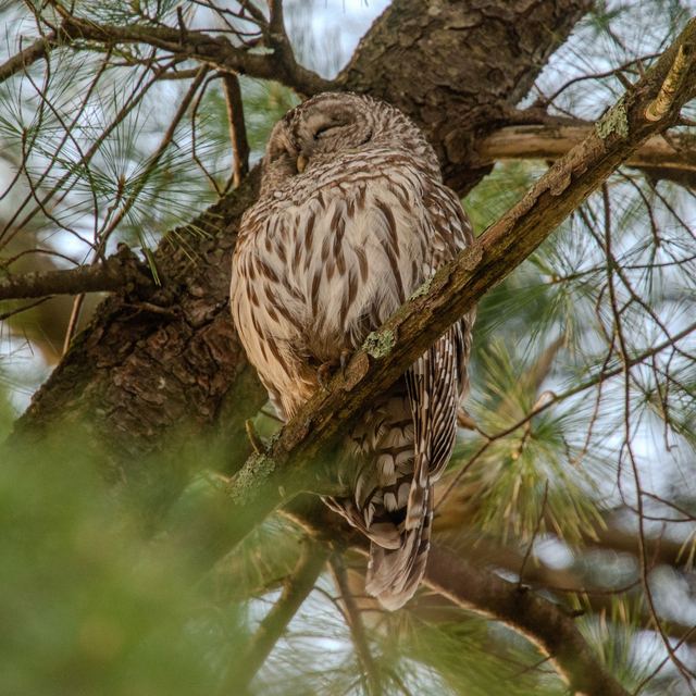 Barred Owl