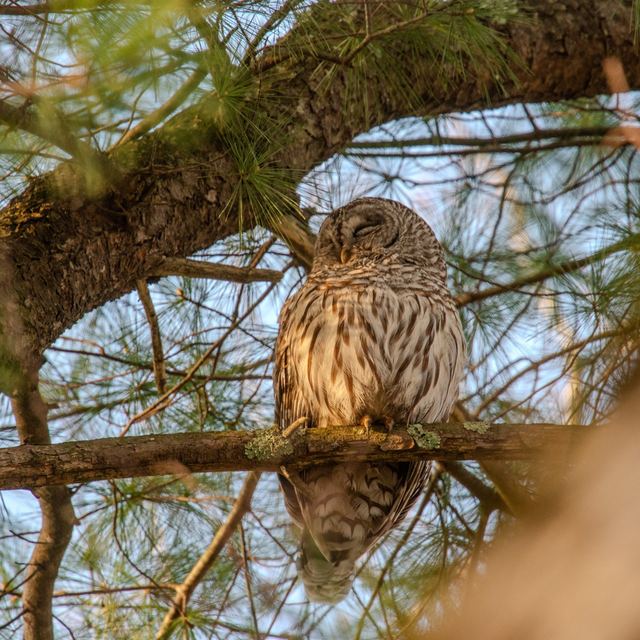 Barred Owl