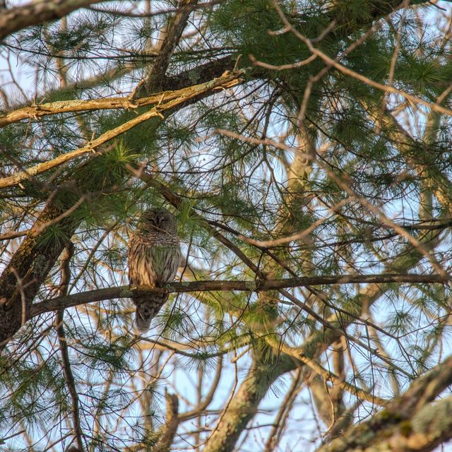 Barred Owl