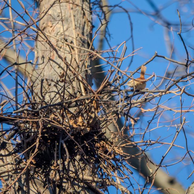 Carolina Wren