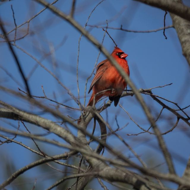 Northern Cardinal