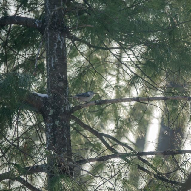 White-breasted Nuthatch