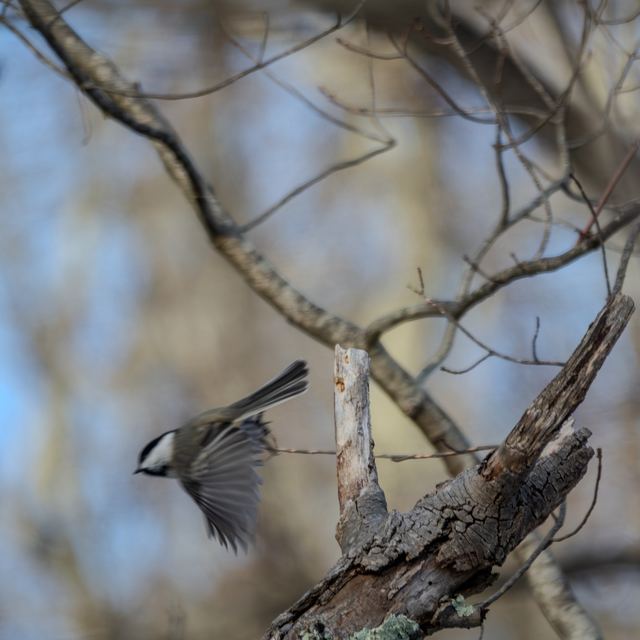 Black-capped Chickadee