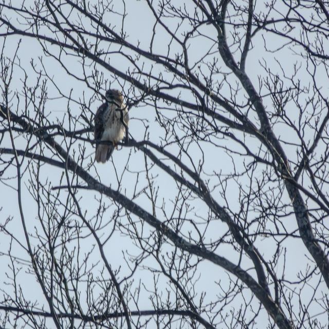 Cooper's Hawk